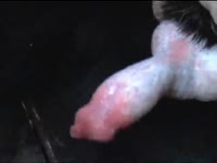 Big dog dick in beastiality animal porn